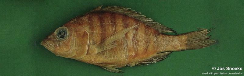Alticorpus sp. 'bicuspid small-scale' Senga Bay